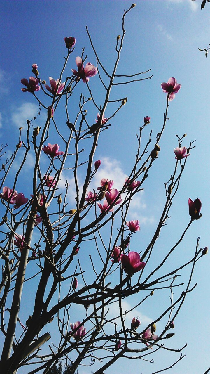 low angle view, branch, freshness, tree, flower, growth, sky, blue, clear sky, nature, beauty in nature, red, fragility, cherry tree, blossom, twig, pink color, day, fruit tree, outdoors