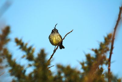 Low angle view of bird on branch against sky