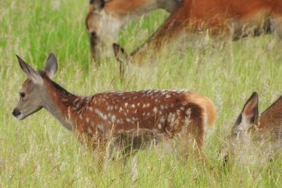 Deer on grassy field