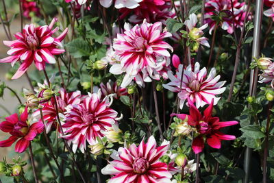 Close-up of pink flowering plants