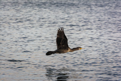 Seagull flying over a lake