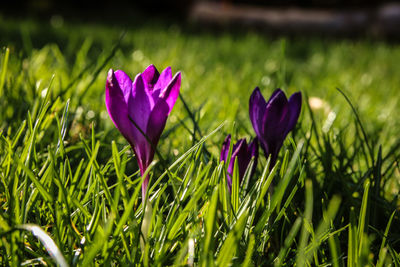 Close-up of purple crocus flowers on field