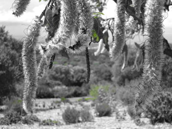 Close-up of flower trees on field