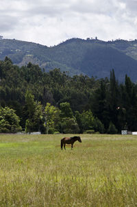 Cow grazing on field by mountains against sky