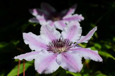 Close-up of pink flower