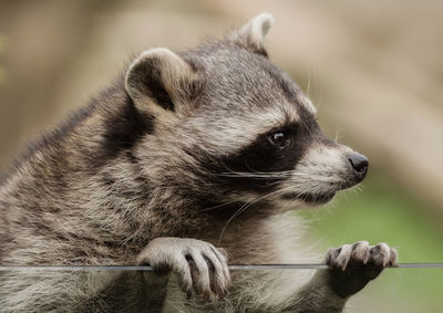 Close-up of raccoon
