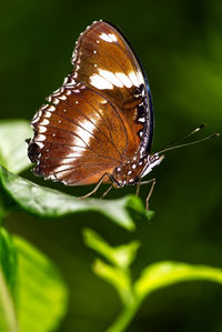 Close-up of butterfly on leaf