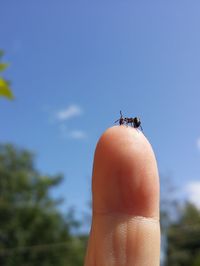 Close-up of insect on hand