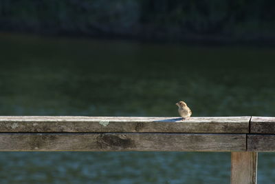 Bird perching on railing against lake