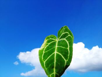 Low angle view of plant against blue sky