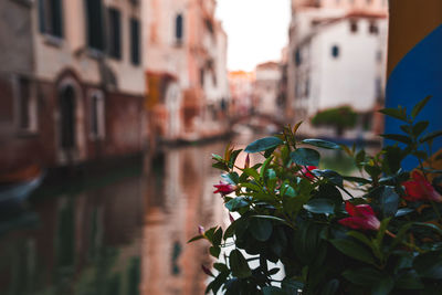 Close-up of flowers blooming in city