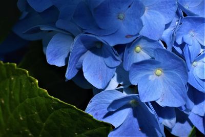 Close-up of flowers blooming outdoors