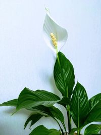 Close-up of green leaves on plant against white background