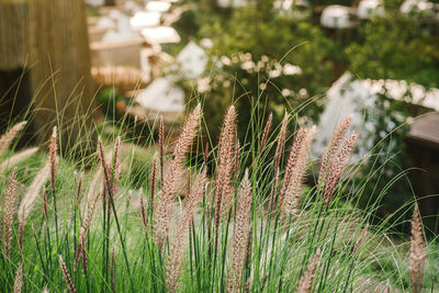 Close-up of grass growing on field