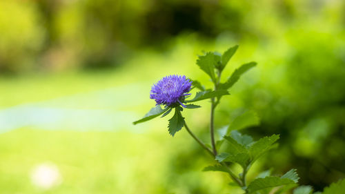 Close-up of purple flowering plant