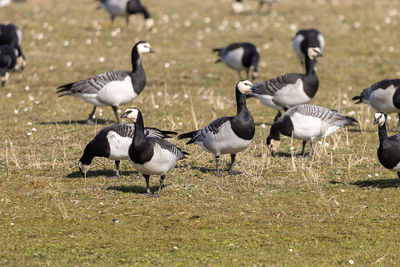 Canada geese on field