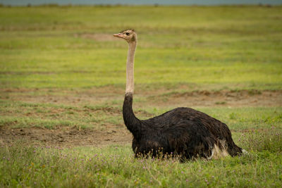 Ostrich perching on field