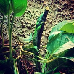 Close-up of lizard on plants