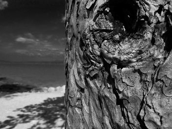 Close-up of tree trunk against sea