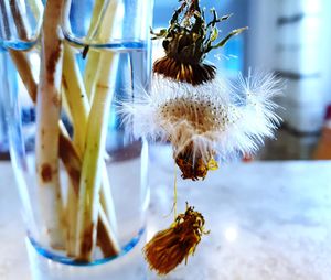 Close-up of honey bee pollinating on flower