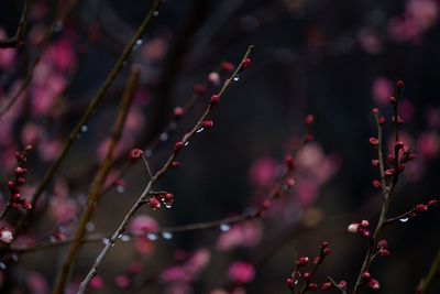 Close-up of red flower