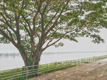 Tree by river against sky