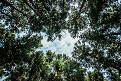 Low angle view of trees against sky