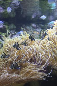 Two swimming in lake