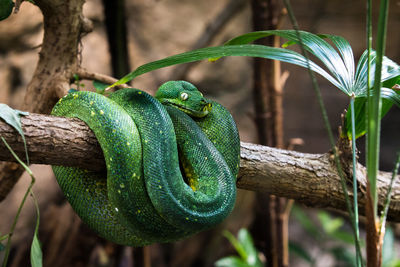 Close-up of green snake