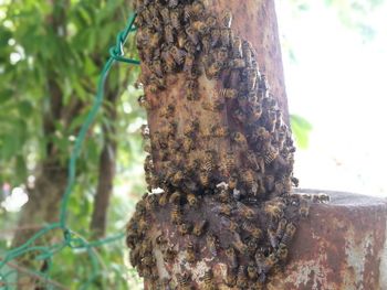 Close-up of insect on tree trunk