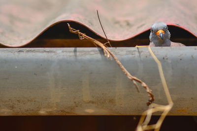 Close-up of bird