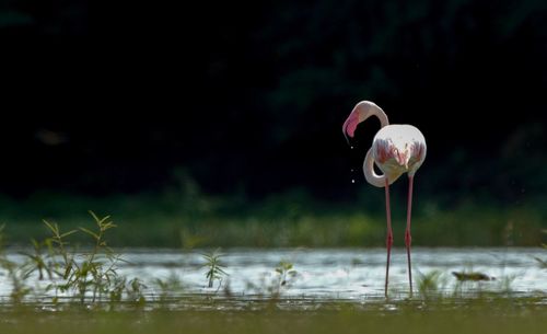 Close-up of flamingo in lake