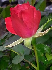 Close-up of pink rose blooming outdoors