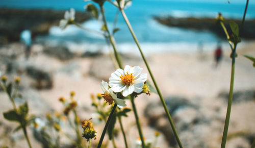 Close-up of white flowering plant