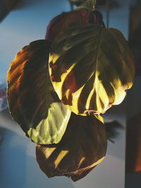 Close-up of red rose on table