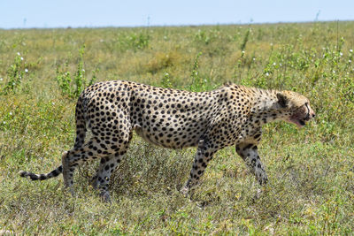 View of a cat on field