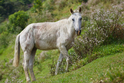 Horse standing in a field