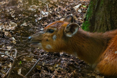 Close-up of deer