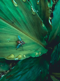 Close-up of green insect on plant