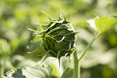 Close-up of plant growing outdoors