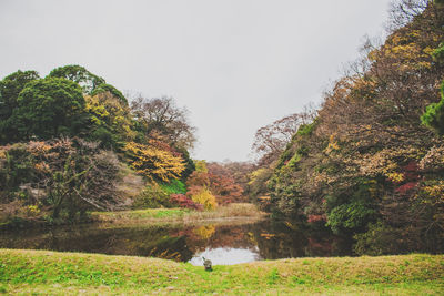 Reflection of trees in water