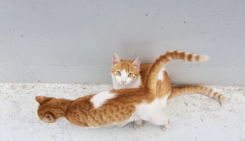 Portrait of cat relaxing against wall