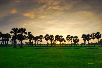 Trees on field against sky during sunset