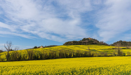 Scenic view of oilseed rape field against sky