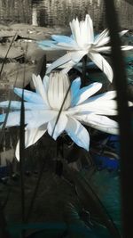 Close-up of lotus water lily in pond