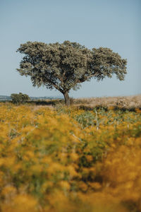 Tree on field against clear sky