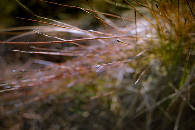 Close-up of wet plant on field