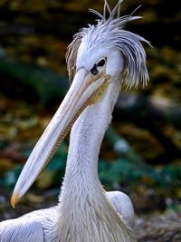 Close-up of pelican