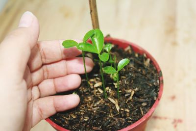 Cropped hand touching plant