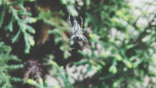 Close-up of spider on web